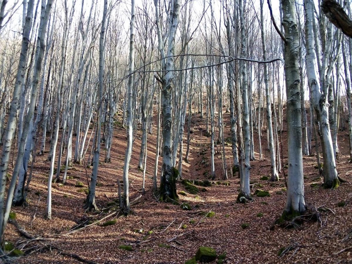 B&B Podere Bramapane Montelungo Superiore Exteriér fotografie